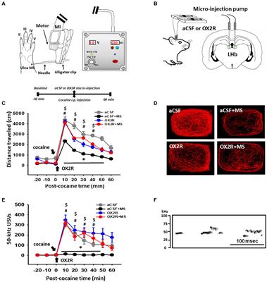 Mediation of lateral hypothalamus orexin input to lateral habenula in the inhibitory effects of mechanical stimulation on psychomotor responses induced by cocaine